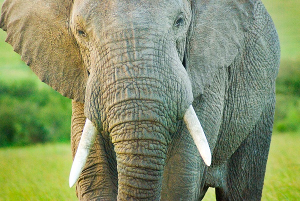 elephant face - Kenya - Steve Juba 