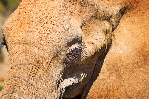 elephace - Kenya - Steve Juba 