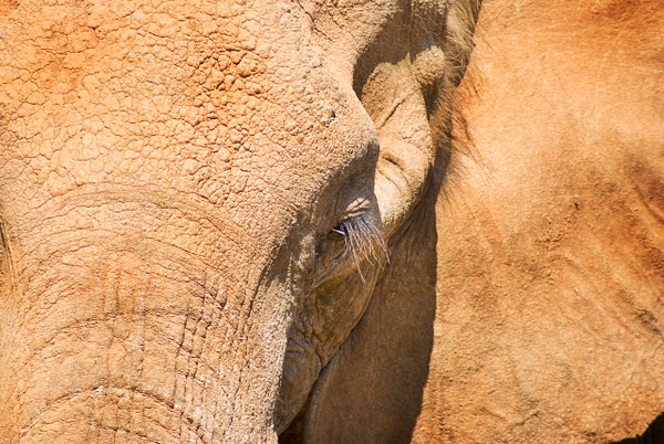 elephace 2 - Wildlife - Steve Juba