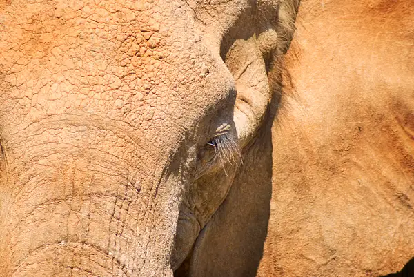 elephace 2 by Stevejubaphotography