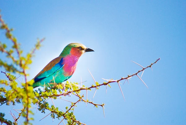 color bird - Kenya - Steve Juba 