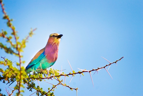 color bird 2 - Kenya - Steve Juba