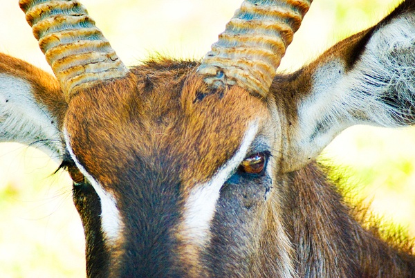 close up buck - Kenya - Steve Juba