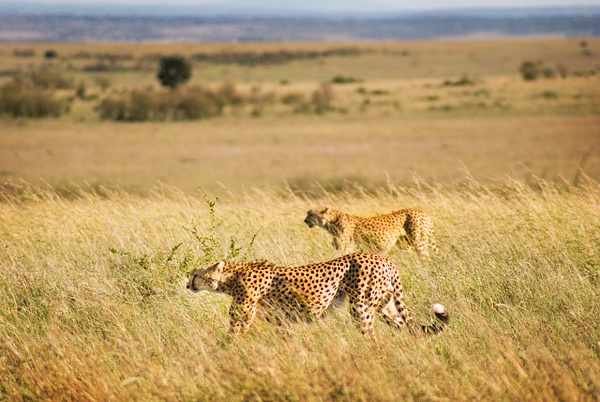 cheetahs - Kenya - Steve Juba