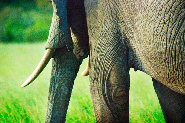 close elephant - Kenya - Steve Juba