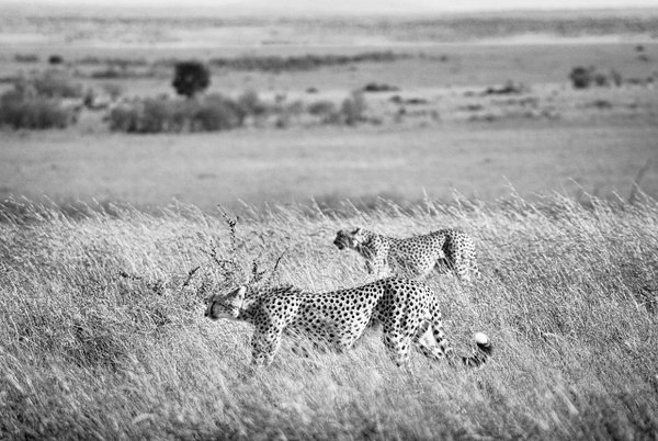 cheetahs bw - Kenya - Steve Juba 