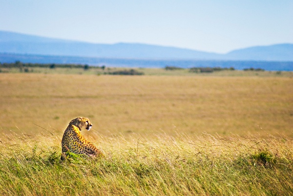 cheetah - Kenya - Steve Juba 