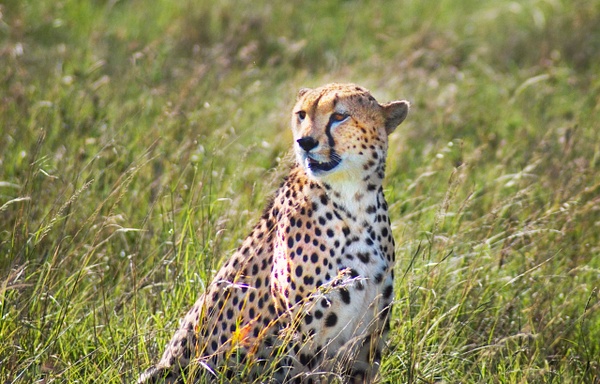 cheetah hunt 2 - Kenya - Steve Juba 