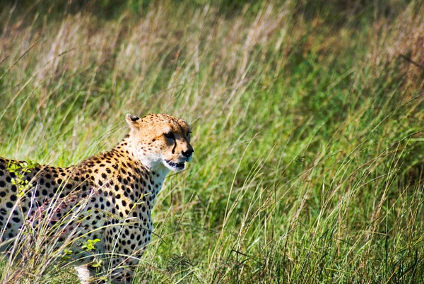 cheetah scout 2 - Kenya - Steve Juba 