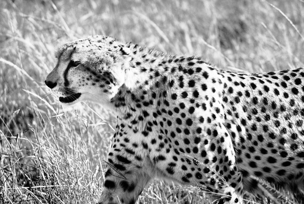 cheetah scout bw - Kenya - Steve Juba 