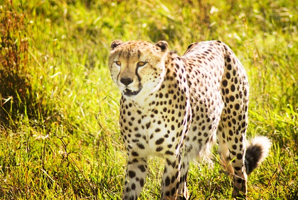 cheetah hunt - Steve Juba