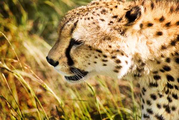 cheetah close - Kenya - Steve Juba