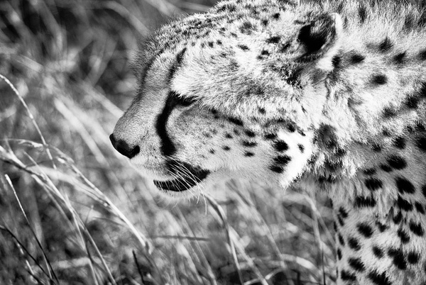 cheetah close bw - Steve Juba 