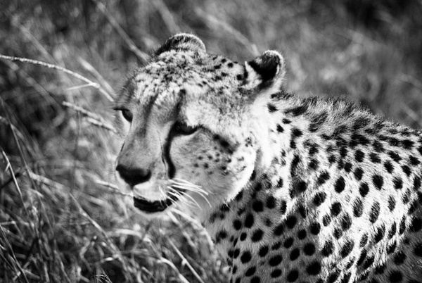 cheetah 4 bw - Kenya - Steve Juba