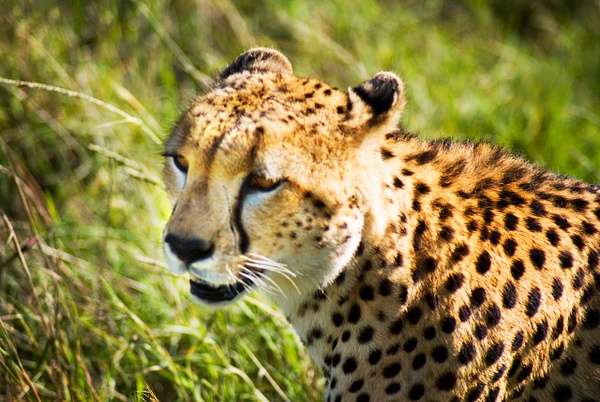 cheetah 4 - Kenya - Steve Juba