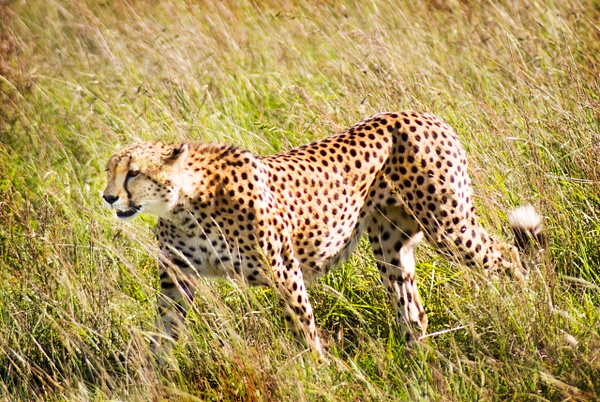 cheetah 2 - Kenya - Steve Juba 