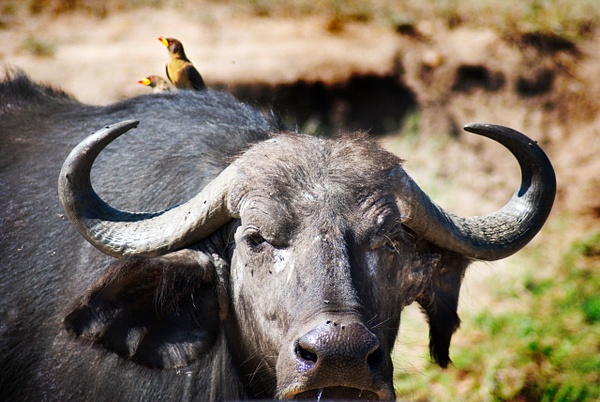 buffalo birds - Kenya - Steve Juba