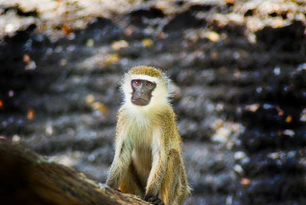 bad monkey reduce noise - Kenya - Steve Juba