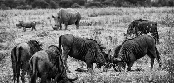 Wild Fight BW Crop by Stevejubaphotography