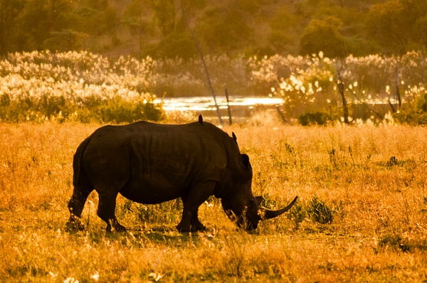 Rhino Rise - South Africa - Steve Juba 