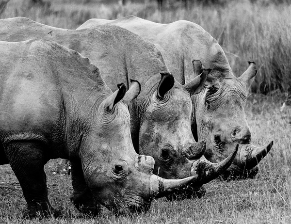 Rhino Trio - Wildlife - Steve Juba Photography 