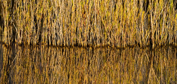 reeds - South Africa - Steve Juba