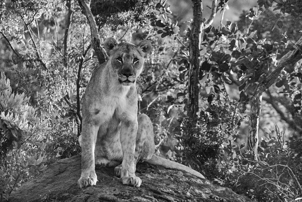 lioness - South Africa - Steve Juba