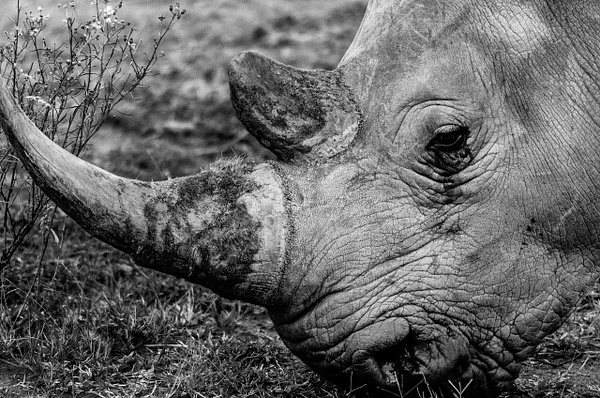 rhino lunch time - Steve Juba