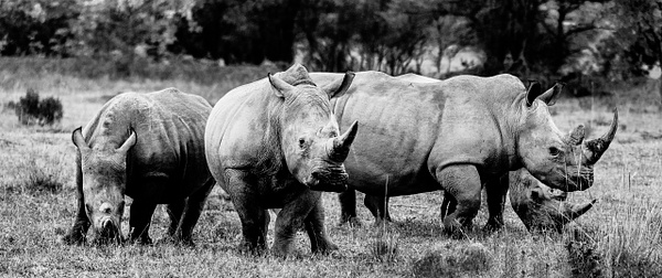 Rhino Pan 2 - South Africa - Steve Juba
