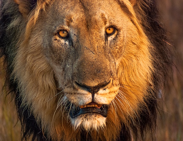 Grandfather Lion Darker Coat Ring - South Africa - Steve Juba 