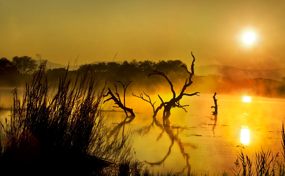 Dead Tree Dawn crop