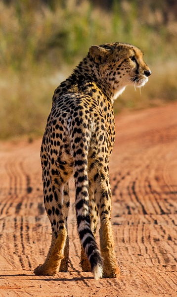 cheetah vert - South Africa - Steve Juba