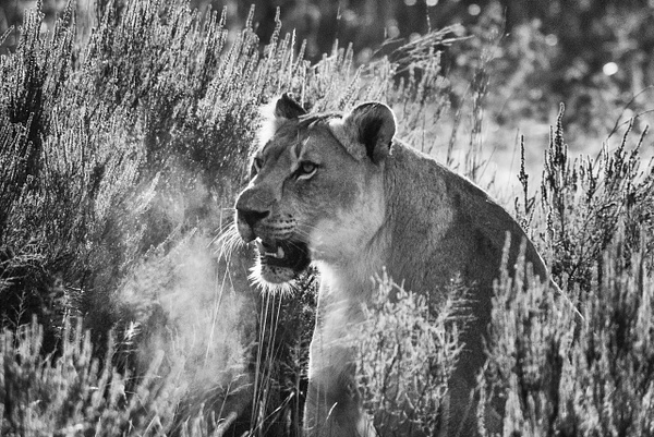 Breakfast Lion BW - South Africa - Steve Juba
