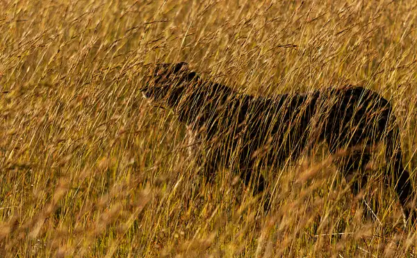 Cheetah Ghost crop by Stevejubaphotography