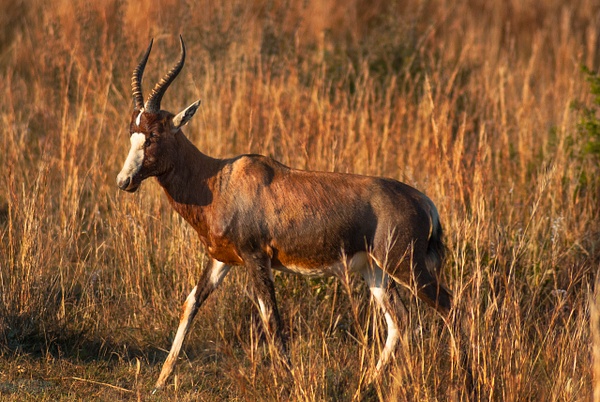 Antelope - South Africa - Steve Juba 