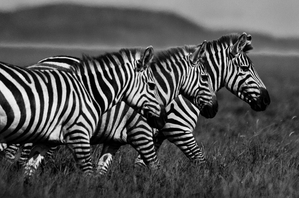 Zebra Heads - Wildlife - Steve Juba