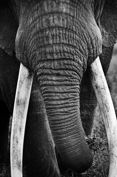 Tusks BW by Stevejubaphotography