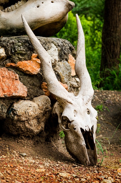 Kudu Skull - Steve Juba