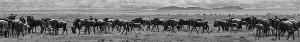 Great Migration - Tanzania - Steve Juba 