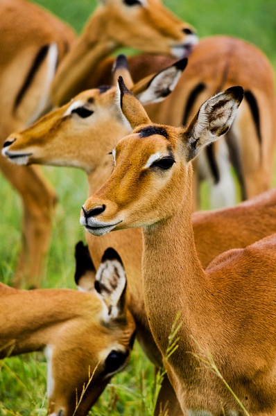 antelope - Tanzania - Steve Juba 