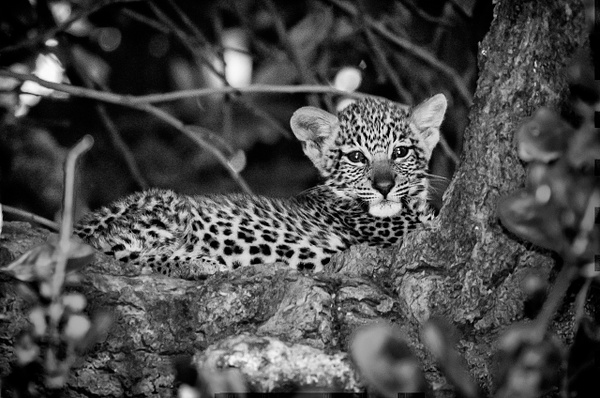Leopard Cub 2 BW - Zambia - Steve Juba 