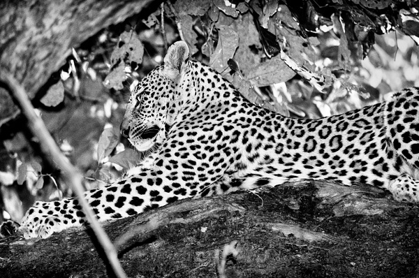 Leopard Tree Lounge BW - Zambia - Steve Juba 
