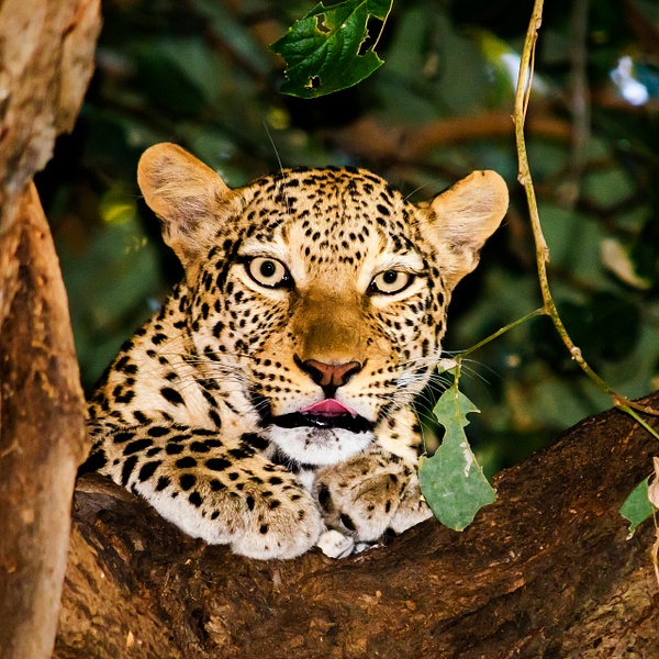 Leopard Tounge - Zambia - Steve Juba 