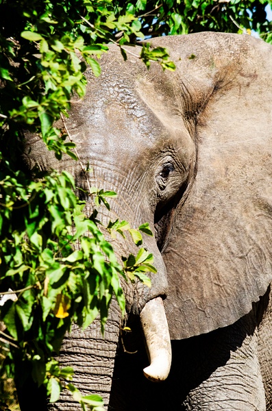 Elephant Tree - Wildlife - Steve Juba