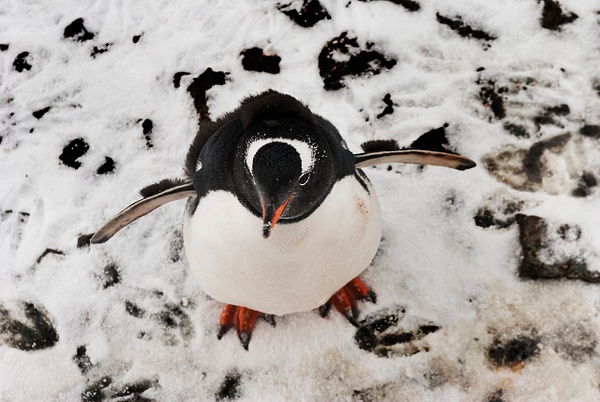 Penguin - Antarctica - Steve Juba 