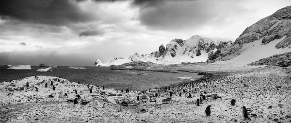 Penguin Island BW - Antarctica - Steve Juba