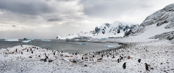Penguin Island - Antarctica - Steve Juba 