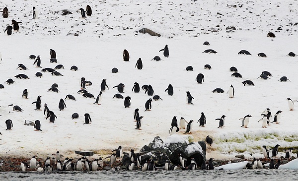 Penguins sharpen - Antarctica - Steve Juba 