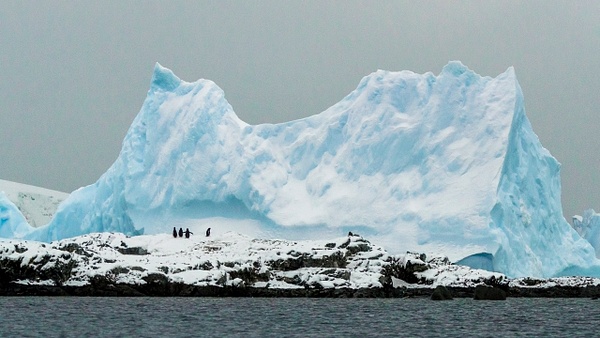 Penguin Iceberg soft - Steve Juba