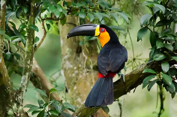 Toucan Pose by Stevejubaphotography
